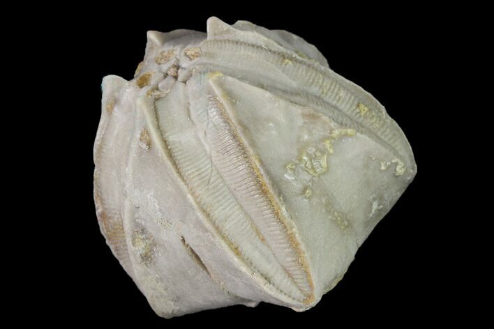 Blastoid (Pentremites) Fossil - Tennessee #142121